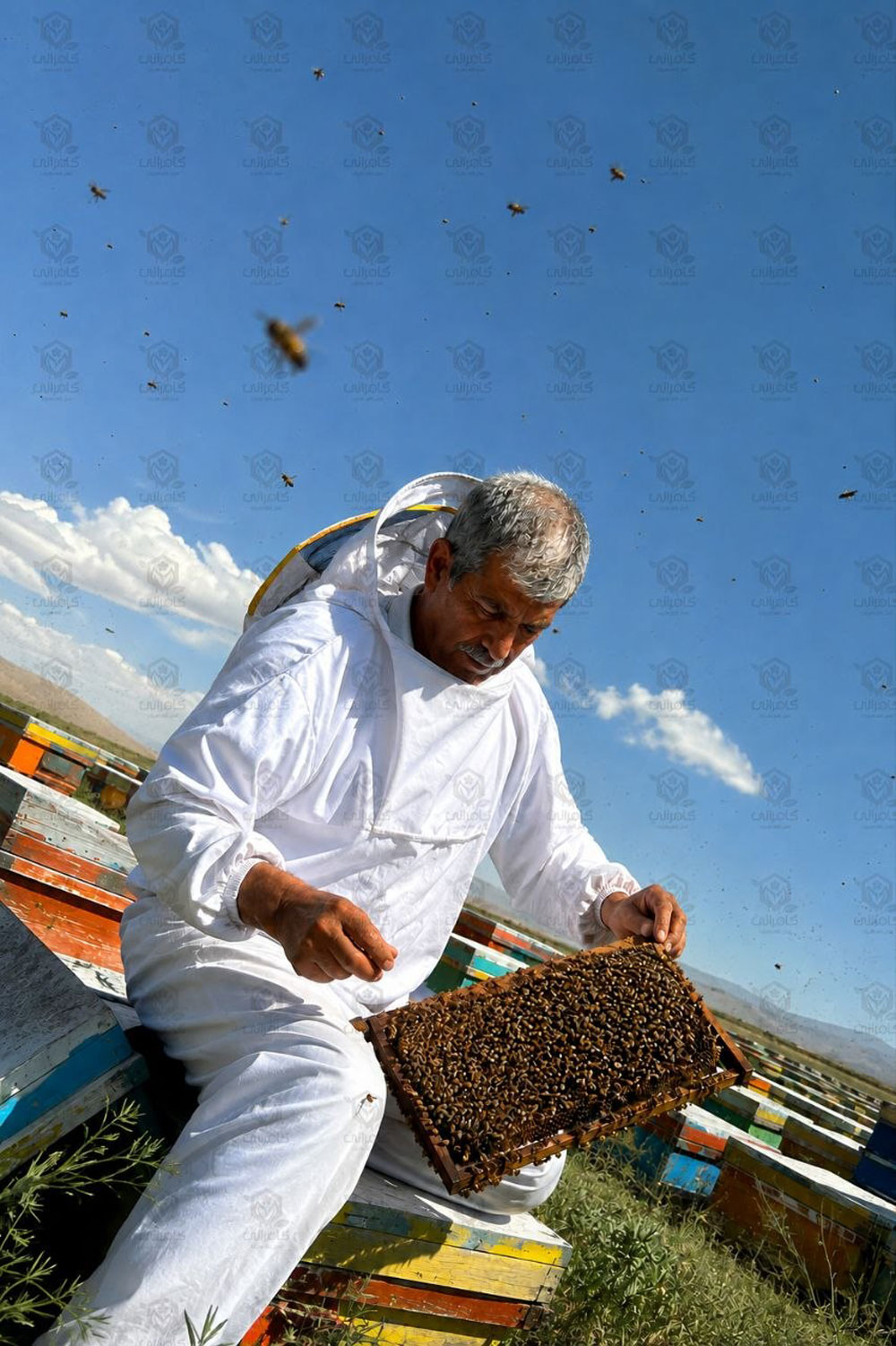 طراحی بسته بندی عسل