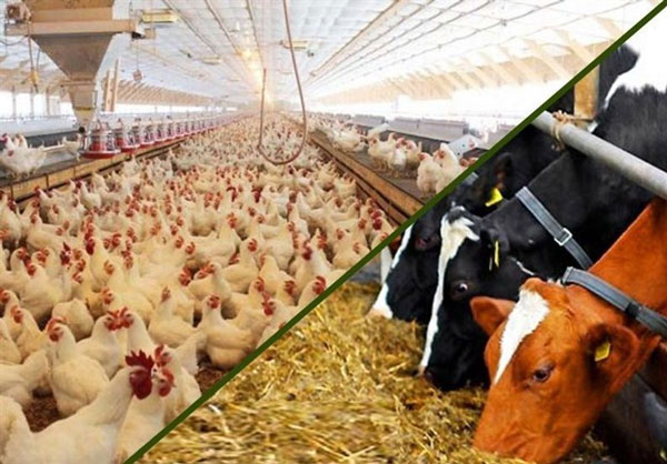 طراحی بسته بندی غذای دام و طیور